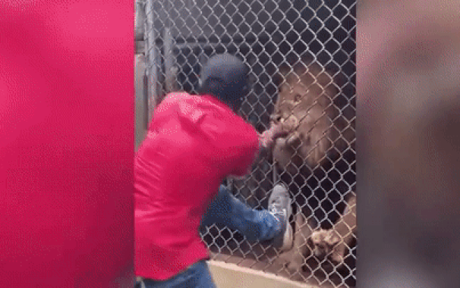 Nổi hứng trêu sư tử, nhân viên vườn thú bị ngoạm đứt ngón tay, nhân chứng 'ngây người' vì một điều Ảnh 2