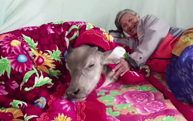 Cụ bà chăm sóc chú bê như con, cho cuốn chăn nằm ngủ bên cạnh, phản ứng từ con vật gây ngạc nhiên hơn Ảnh 2