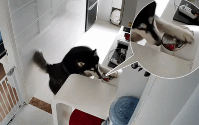 Ngỡ ngàng cảnh tượng chú chó 'đứng bếp' giúp cậu chủ nấu cơm cực điêu luyện Ảnh 2