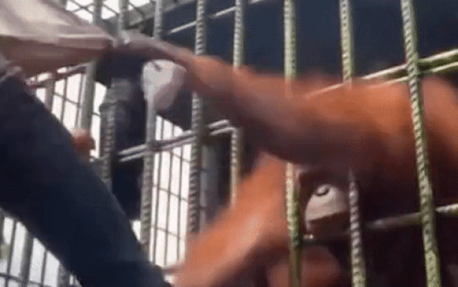 'Trêu ngươi' đười ươi, thanh niên bị con vật tóm chân lôi sát vào chuồng dạy cho bài học Ảnh 2