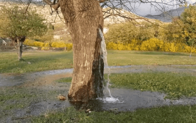 Bí ẩn cây dâu cổ thụ hơn 100 tuổi 'hóa' đài phun nước suốt 20 năm Ảnh 2