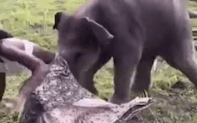 Clip: Nữ người mẫu bị voi con 'xé toạc' váy vẫn cười tươi như hoa Ảnh 2