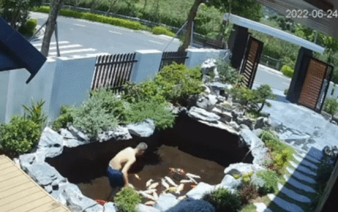 Nhờ vợ xả nước cho đàn cá Koi, chồng 'tá hỏa' thấy các 'con cưng' nằm phơi bụng giữa nắng Ảnh 2