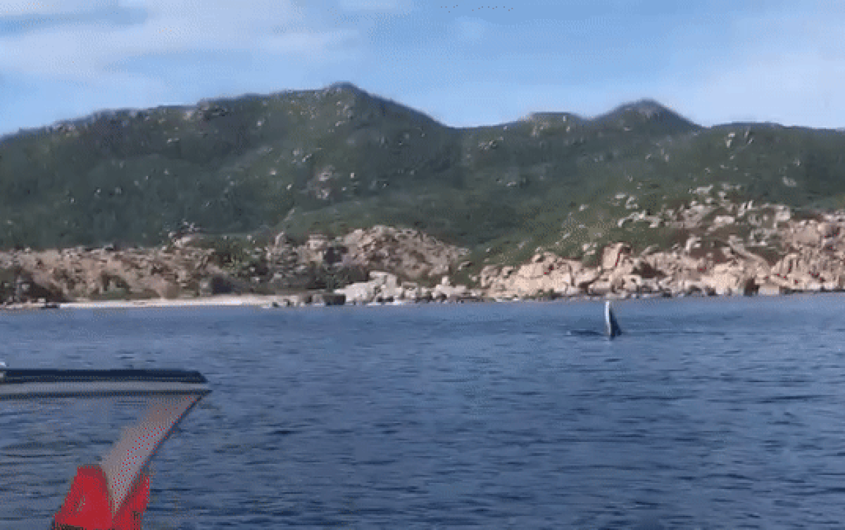 Cá voi 'khổng lồ' liên tục ngụp lặn trên vịnh Cam Ranh Ảnh 2