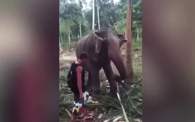 Thấy 'sang bắt quàng làm thân', thanh niên bị voi khổng lồ quật ngã vì xí xớn sờ mó con vật Ảnh 2