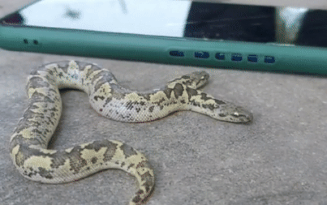 Clip: Cận cảnh rắn 2 miệng, 4 mắt quý hiếm gây tò mò Ảnh 2