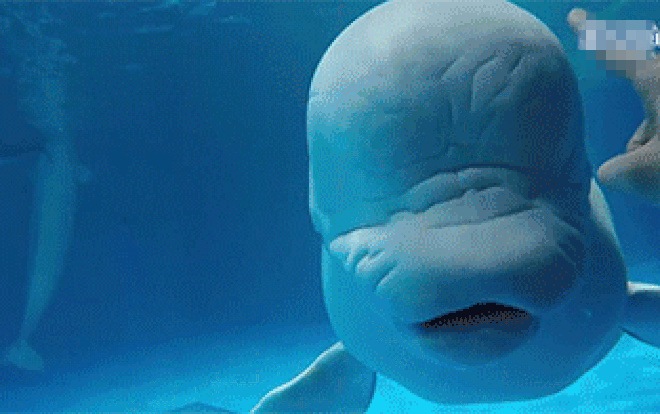 Không chỉ thông minh và dễ thương, cá voi Beluga còn có 1 khả năng đặc biệt gây ngỡ ngàng Ảnh 2