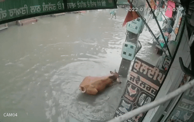 Chú bò bị nhiễm điện, co giật giữa dòng nước lũ, người đàn ông nhanh trí lao vào giải cứu Ảnh 2