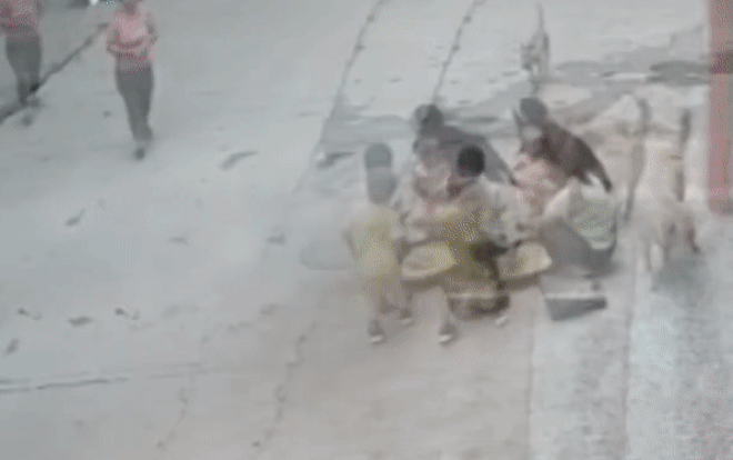 Bé trai bị chó hoang tấn công và màn 'hộ giá' dũng mãnh của chú chó nhà Ảnh 2