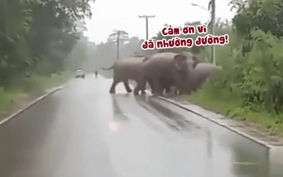 Clip: Chú voi cúi đầu cảm ơn tài xế ô tô vì đã nhường đường Ảnh 2