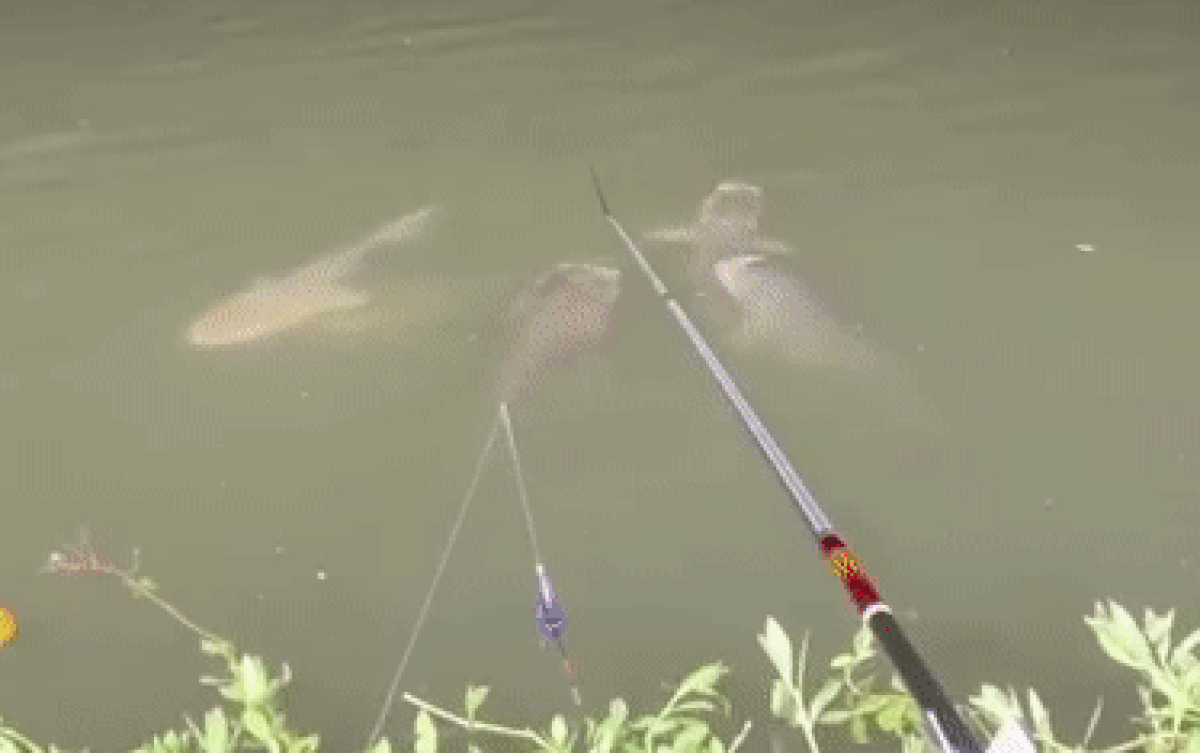 Clip: Cần thủ nổi quạu vì bị đàn cá 'ăn chay' trêu ngươi Ảnh 2