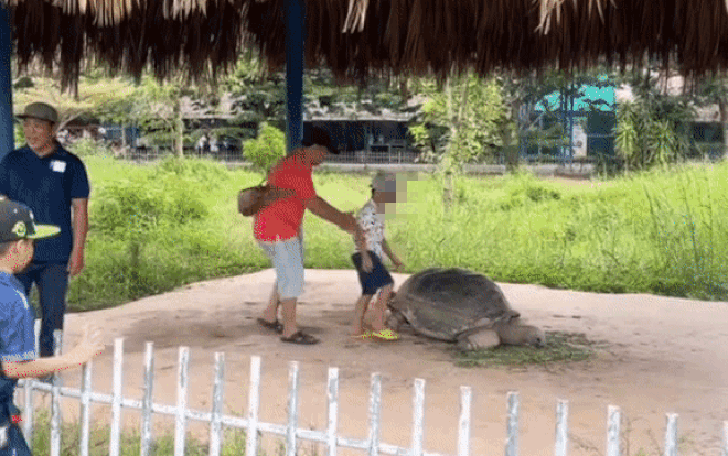 Bố bế con ngồi lên lưng rùa chụp ảnh gây bức xúc, hành động tương tự của người lớn còn phẫn nộ hơn Ảnh 2