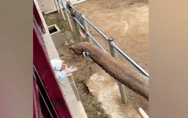 Chú voi thông minh nhặt trả lại chiếc dép đứa trẻ đánh rơi, còn lầy lội đòi một thứ làm 'quà hậu tạ' Ảnh 2