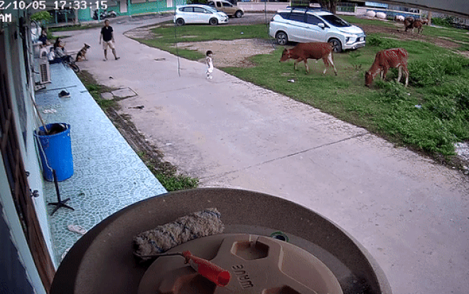 Bé trai 1 tuổi bị bò tấn công, chó nhà lập tức 'hộ giá' khiến kẻ tấn công bỏ chạy thục mạng Ảnh 2