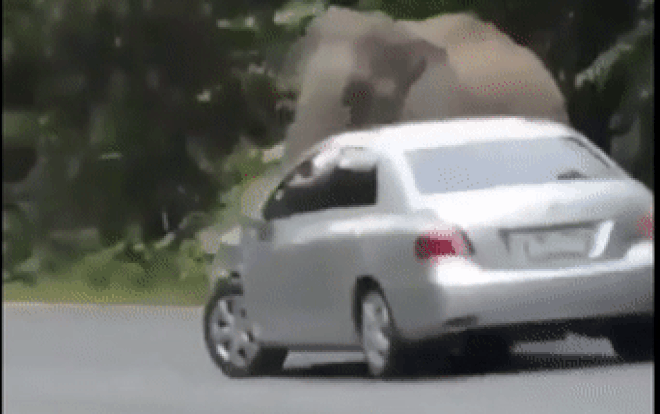 Voi rừng lao ra giữa đường chặn đầu ô tô vì lý do: Ngứa không chịu được Ảnh 2