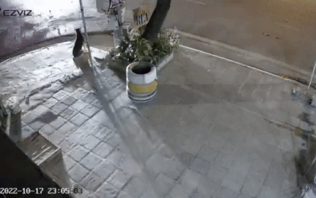 Ô tô mất lái đâm sầm vào nhà dân trong đêm, phản ứng của chú chó đứng gần đó gây chú ý Ảnh 2