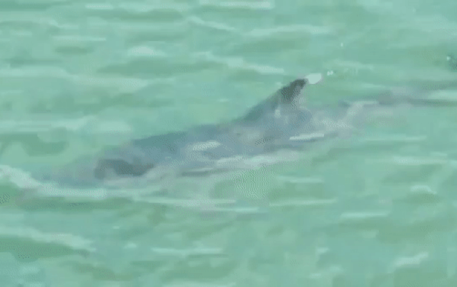 Cá heo xuất hiện sát bờ biển Cô Tô khiến người dân thích thú kéo ra xem Ảnh 2