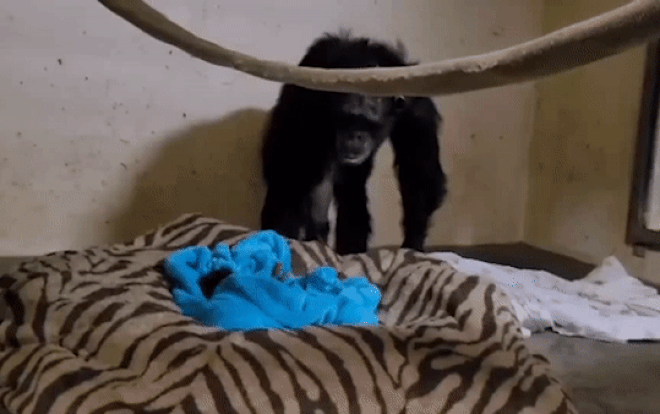 Khoảnh khắc tinh tinh mẹ vỡ òa, ôm chặt con vào lòng sau khi nhận ra bé con còn sống Ảnh 2