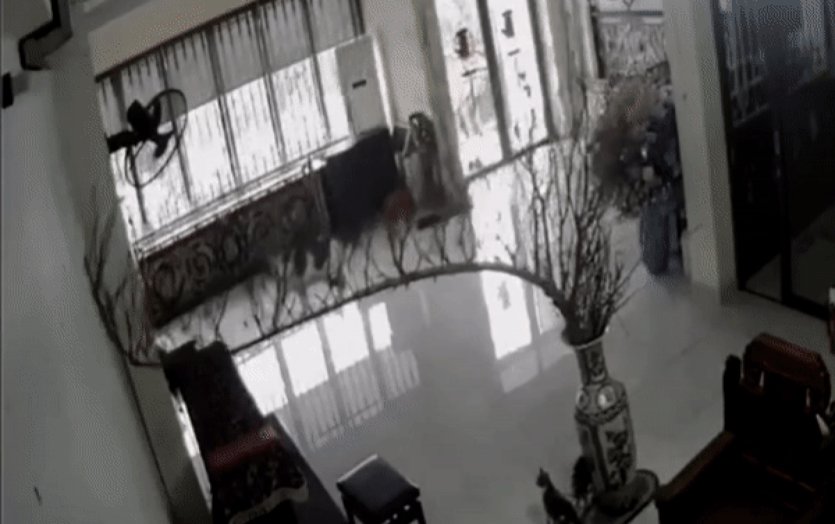 Chậu hoa đào đắt tiền chưng Tết bị vỡ tan tành, biết 'thủ phạm' nhưng gia chủ đành ngậm ngùi chấp nhận Ảnh 2