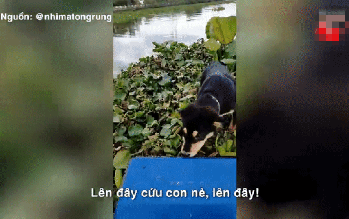 Chèo ghe giữa sông, chàng trai bất ngờ thấy 'thanh niên 4 chân' mắc kẹt trên đám lục bình và cái kết Ảnh 2