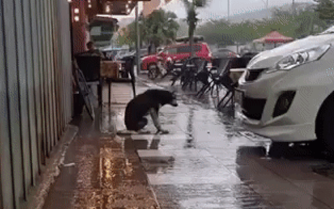 Dở khóc dở cười chú chó đi lạc ngồi yên một chỗ chờ chủ suốt 8 tháng ròng vì 'không giỏi gì cả' Ảnh 2