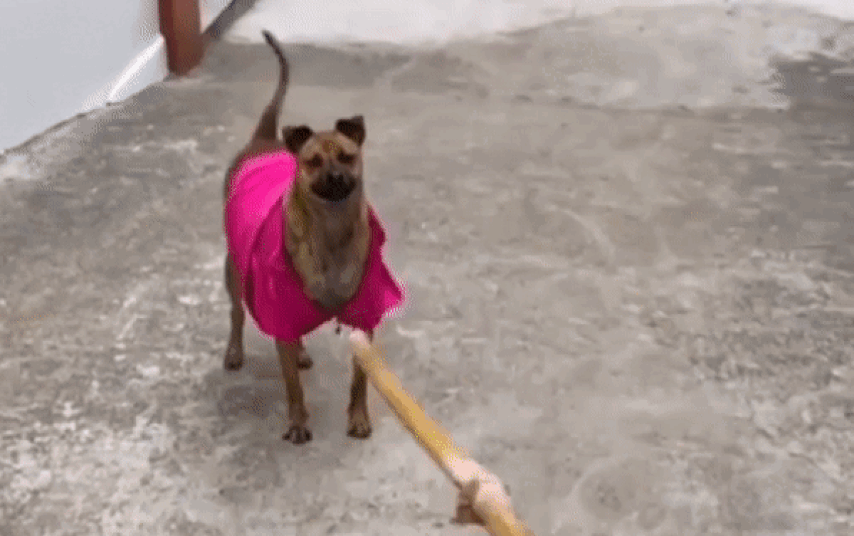 Chú chó 'bao đồng nhất Vịnh bắc bộ', nuôi cho béo tốt rồi lo chuyện thiên hạ khiến chủ nhà 'khóc thét' Ảnh 2