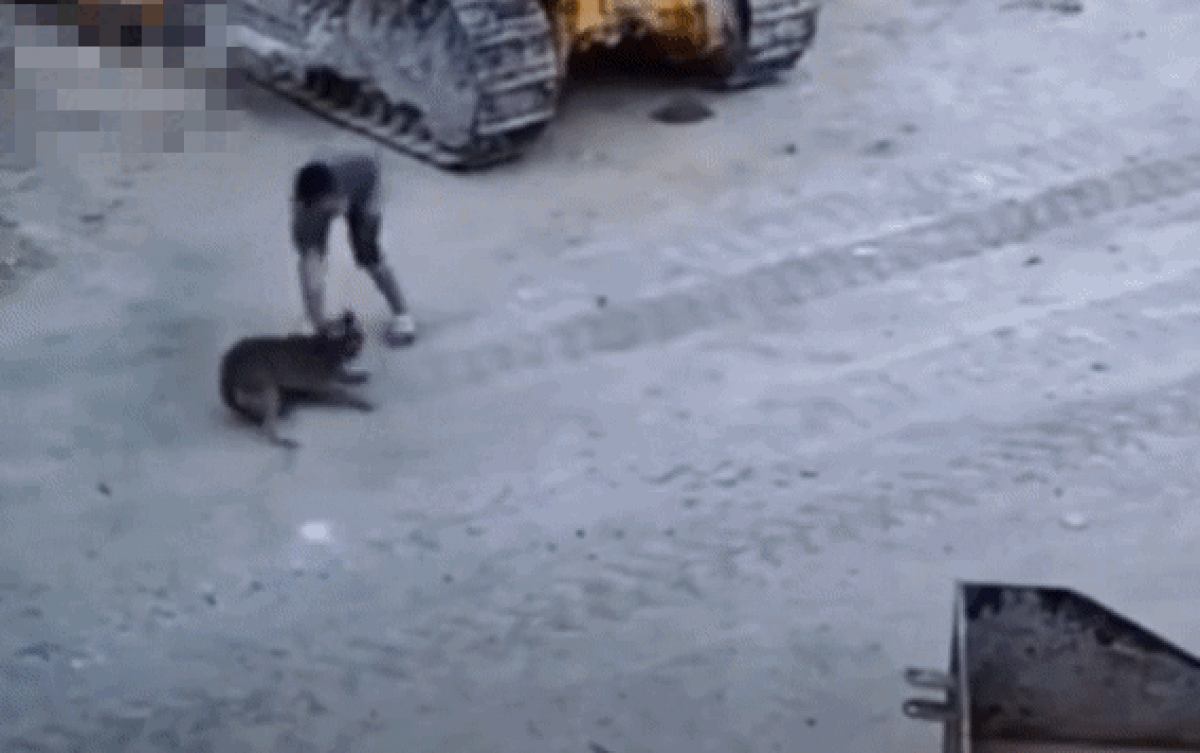 Thanh niên ra đòn chuẩn xác khống chế nhanh gọn con chó hung dữ khiến CĐM trầm trồ: Như Võ Tòng đánh hổ! Ảnh 2