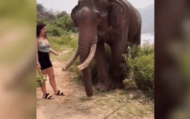 Cầm chuối trêu voi, người phụ nữ trả giá 'rùng rợn' Ảnh 2