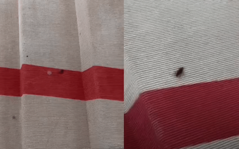 Thảm đỏ danh giá Met Gala 2023 có gián! Ảnh 2