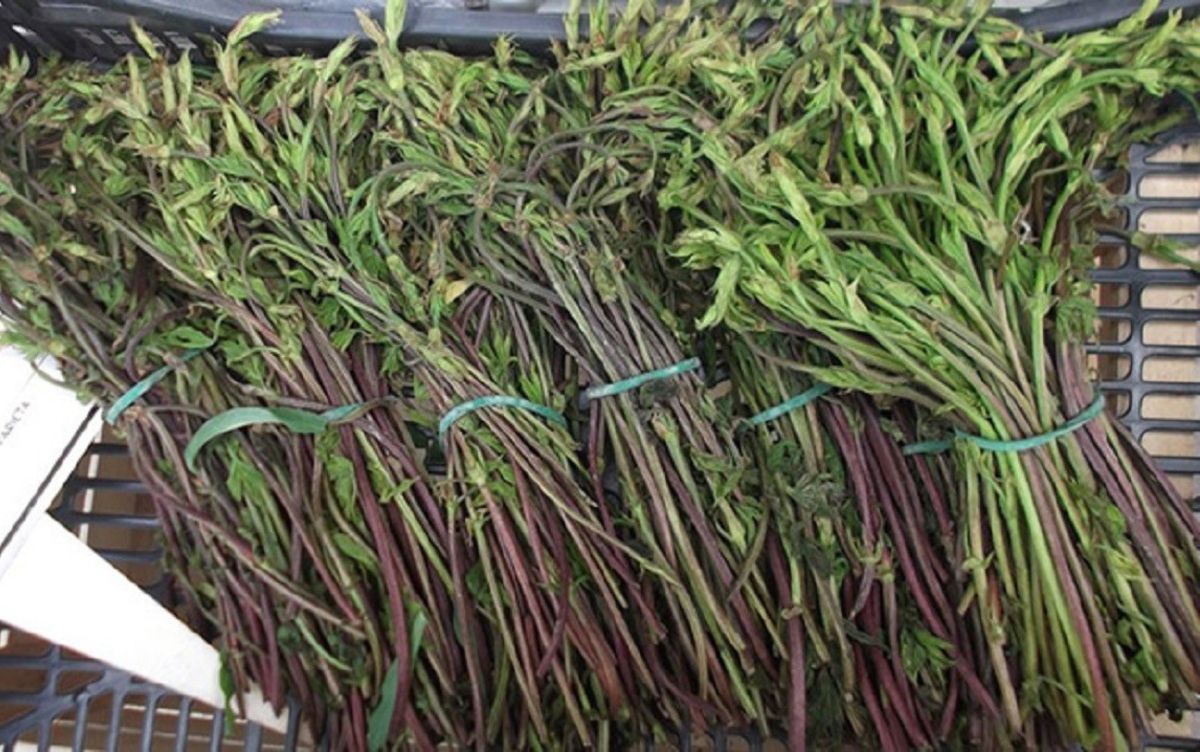 Loại rau từng bị vứt bỏ, nay được ví như 'báu vật mùa xuân' - Saostar.vn