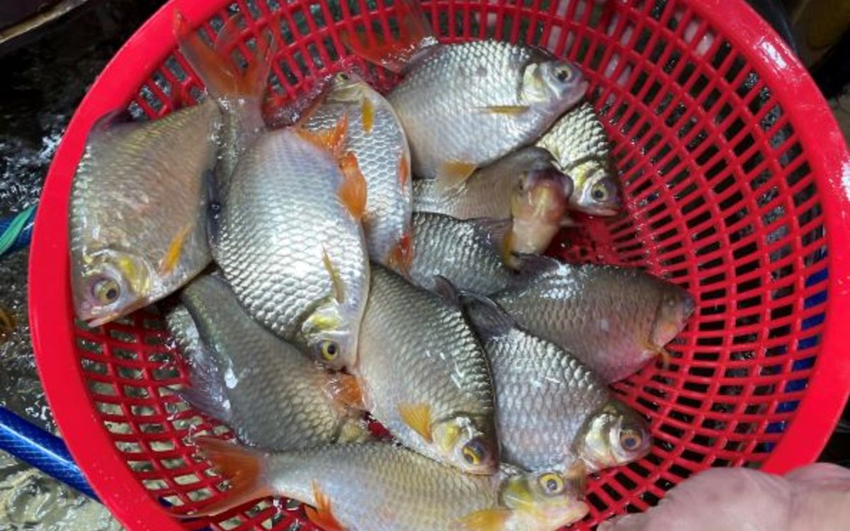 Loại cá bị chê vì xương dăm, nay là đặc sản miền Tây, kho lạt cực ngon ...