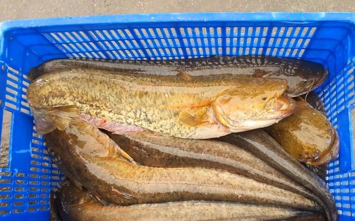 Loại cá có tên kỳ cục thành đặc sản, 3 đôi râu ở miệng dễ nhầm cá trê ...