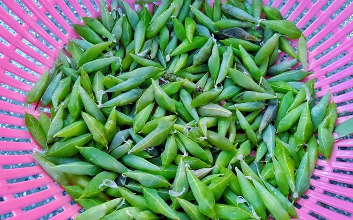 'Tôm rừng' Tây Nguyên: Ngoại hình khiến nhiều người rùng mình - Saostar.vn