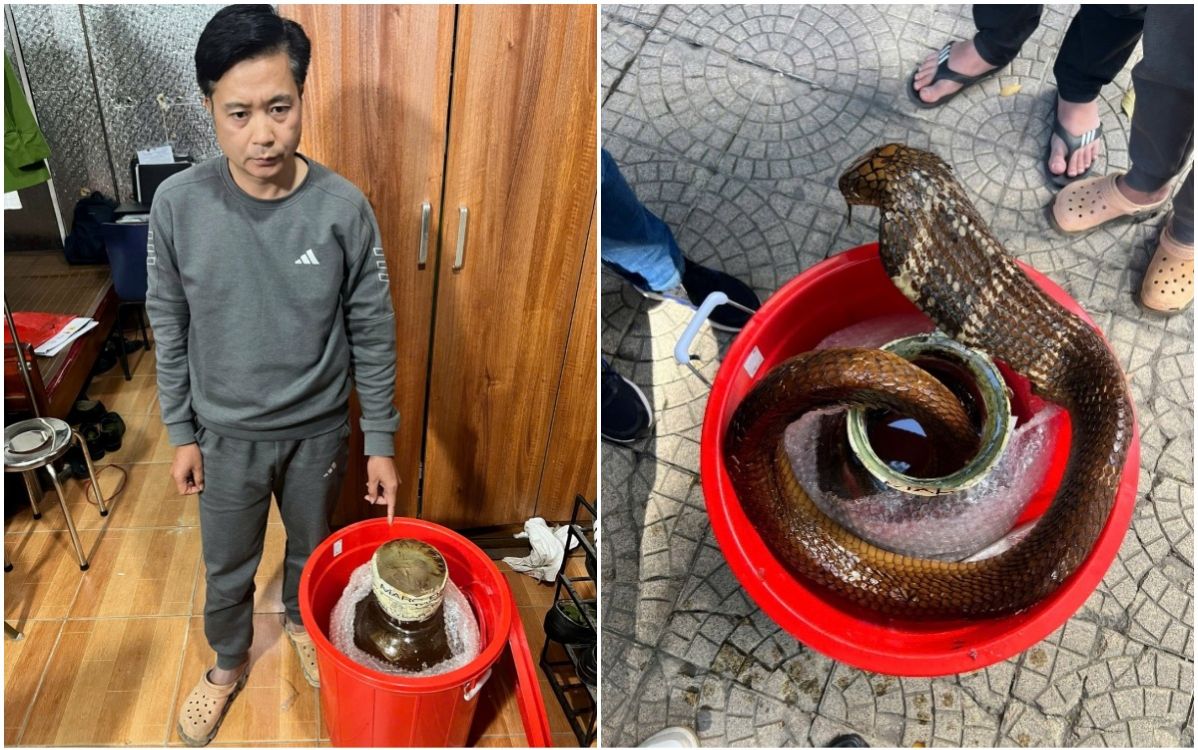 Khởi tố đối tượng mua bán rắn Hổ mang chúa - Saostar.vn