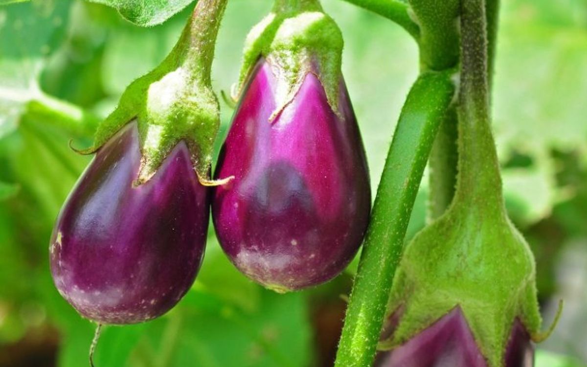 Gallery - Loại quả nghe tên liền thấy đỏ mặt, được chế biến ra loạt món ngon - Saostar.vn