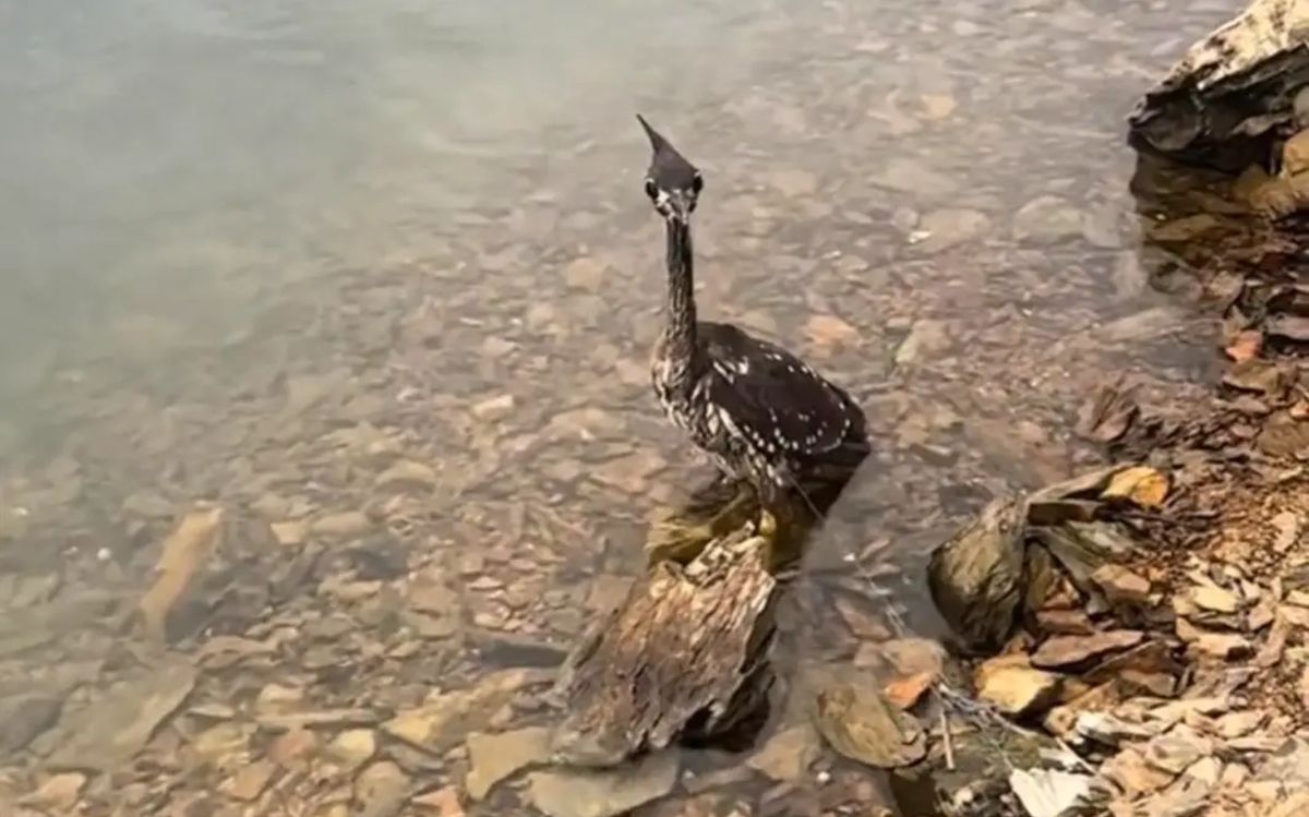 Giải cứu con chim lạ mắc lưới, người đàn ông sốc khi biết danh tính ...