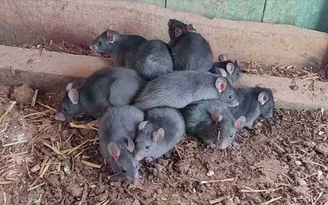 Hiện Tượng 'Vua Chuột': Điềm Xấu Về Một Đại Dịch Sắp Xuất Hiện