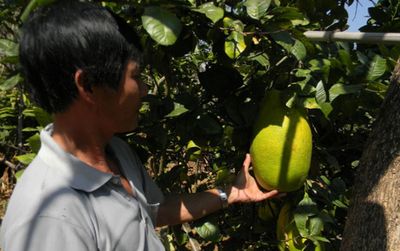 Những loại quả độc lạ nhất Việt Nam: Mít nửa tạ, na trăm triệu, chanh 3.5 kg...