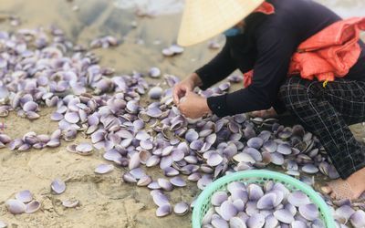 'Lộc trời' dạt vào bờ biển, bà con Hà Tĩnh đổ xô đi nhặt thu tiền triệu mỗi ngày