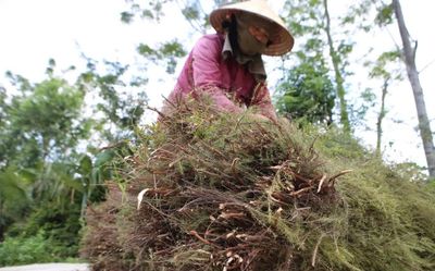 Nông dân phấn khởi vì kiếm hàng chục triệu đồng từ loài cây mọc hoang trên đồi