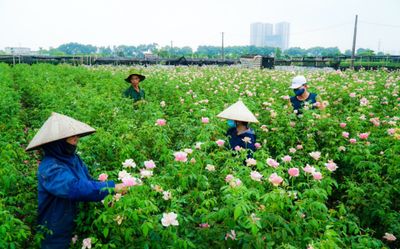 Video: Hoa nở rực sắc, người dân Tây Tựu 'nuốt nước mắt' cắt bỏ