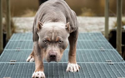 Chó pitbull nặng 40kg cắn chủ nhà tử vong