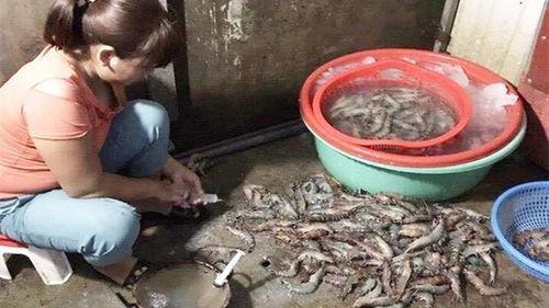 Hà Nội: Bắt quả tang cơ sở dùng kim tiêm bơm tạp chất vào tôm