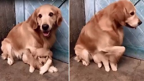 Clip chó mẹ không cho người chủ đụng vào chó con vì một lý do rất cảm động!
