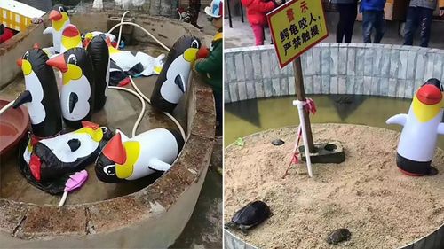 'Treo đầu dê, bán thịt chó': Sở thú lấy hơn 300 nghìn để khách vào xem… chim cánh cụt bơm hơi