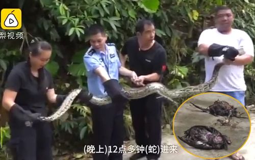 Lẻn vào chuồng gà ăn trộm, người dân bắt trăn nôn trả