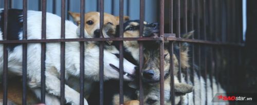 Ám ảnh những ánh mắt của đàn chó, mèo tuyệt vọng trong cũi sắt chờ ngày bị giết thịt ở Hà Nội