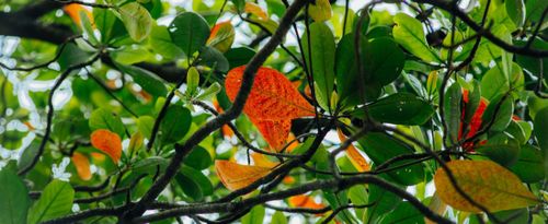 Lâu lắm rồi, Sài Gòn mới có những ngày cây vàng lá đỏ, bầu trời trong xanh chớm thu khẽ khàng đến như vậy!