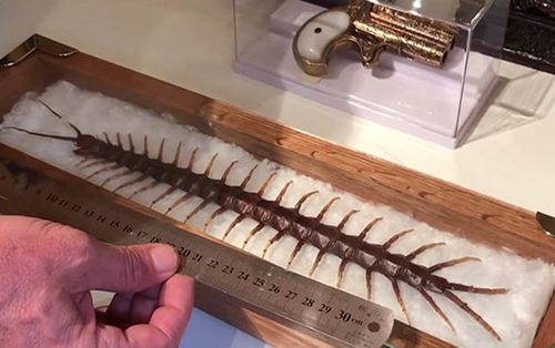 Hoảng hồn phát hiện rết 'dài nhất thế giới' gần 40 cm trong vườn nhà