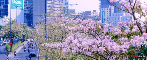 Ngẩn ngơ ngắm Sài Gòn tháng 3 được nhuộm hồng cả một góc trời mộng mơ!